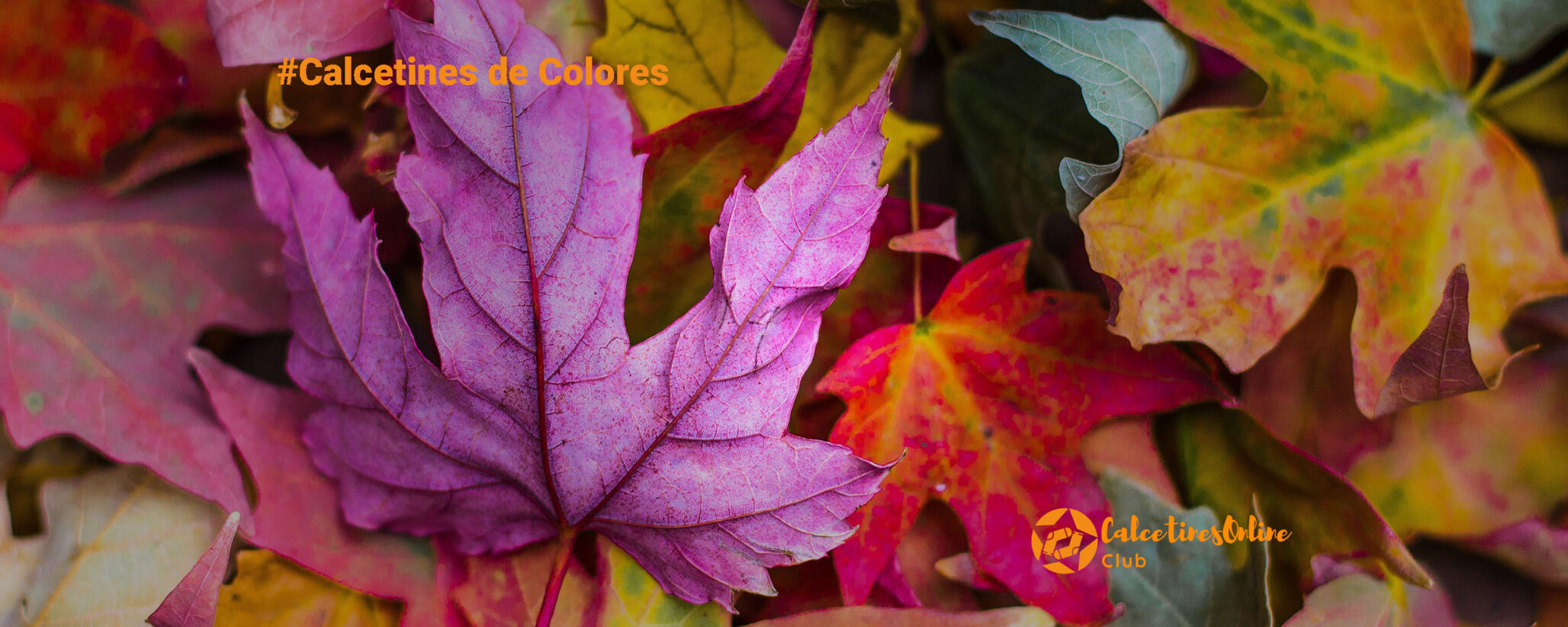 Colorea tus pies con los mejores Calcetines de Colores - CalcetinesOnlineClub comprar-calcetines-de-colores-en-amazon